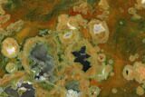 Polished Rainforest Jasper (Rhyolite) Slab - Australia #150503-1